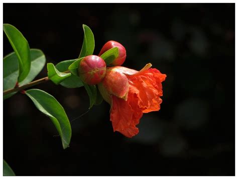 石榴花|石榴花